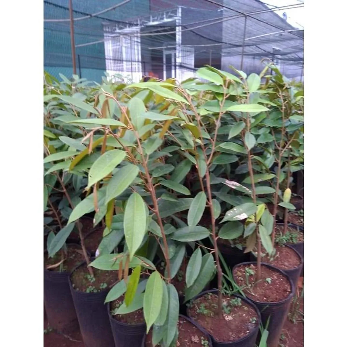 Cây giống Sầu riêng chuồng bò