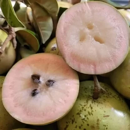 Cây giống Vú sữa Bơ hồng
