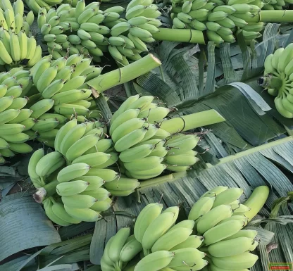 Cây giống Chuối Thái