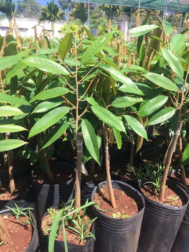 Cây giống Sầu riêng Musang King