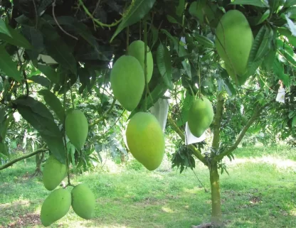 Cây giống Xoài Cát Hòa Lộc