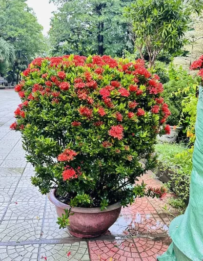 Bông Trang