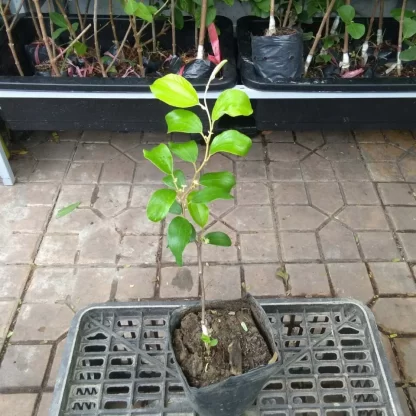 Cây giống Táo