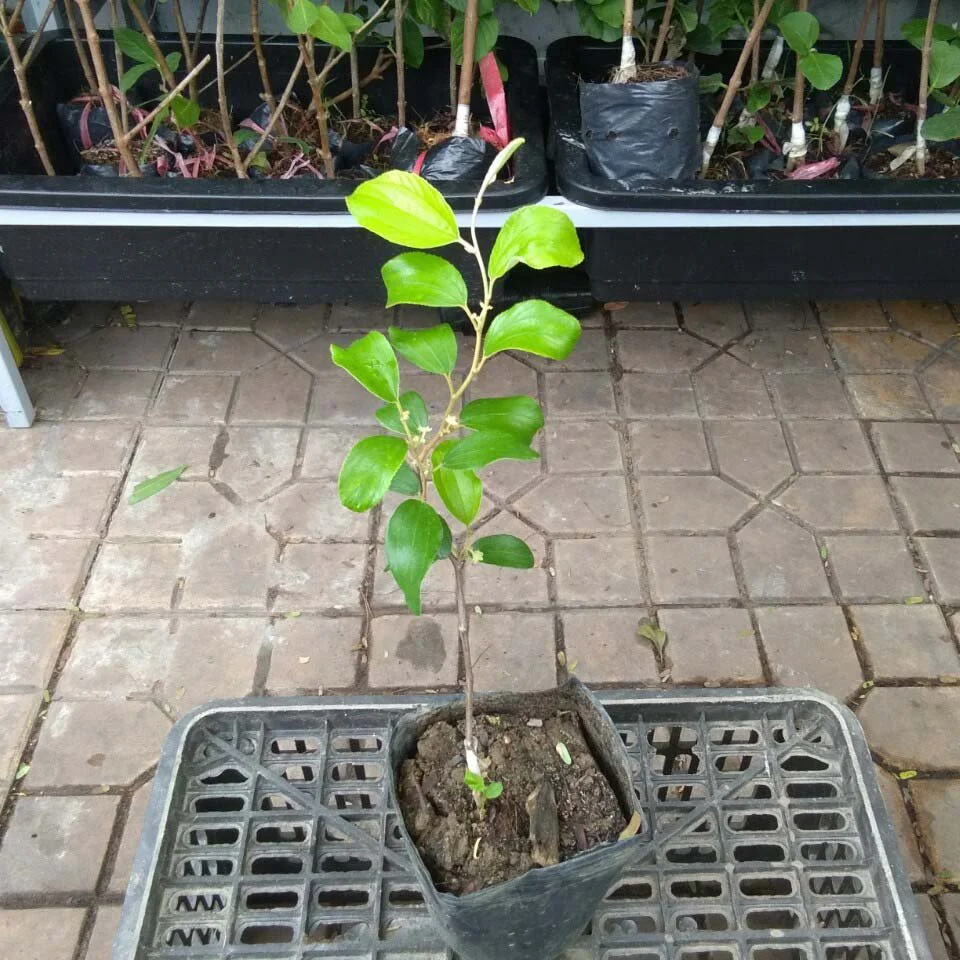 Cây giống Táo