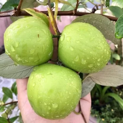 Cây giống Táo