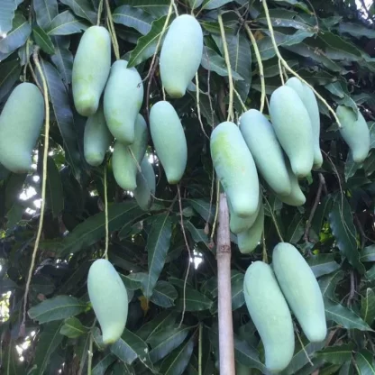 Cây giống Xoài Thái