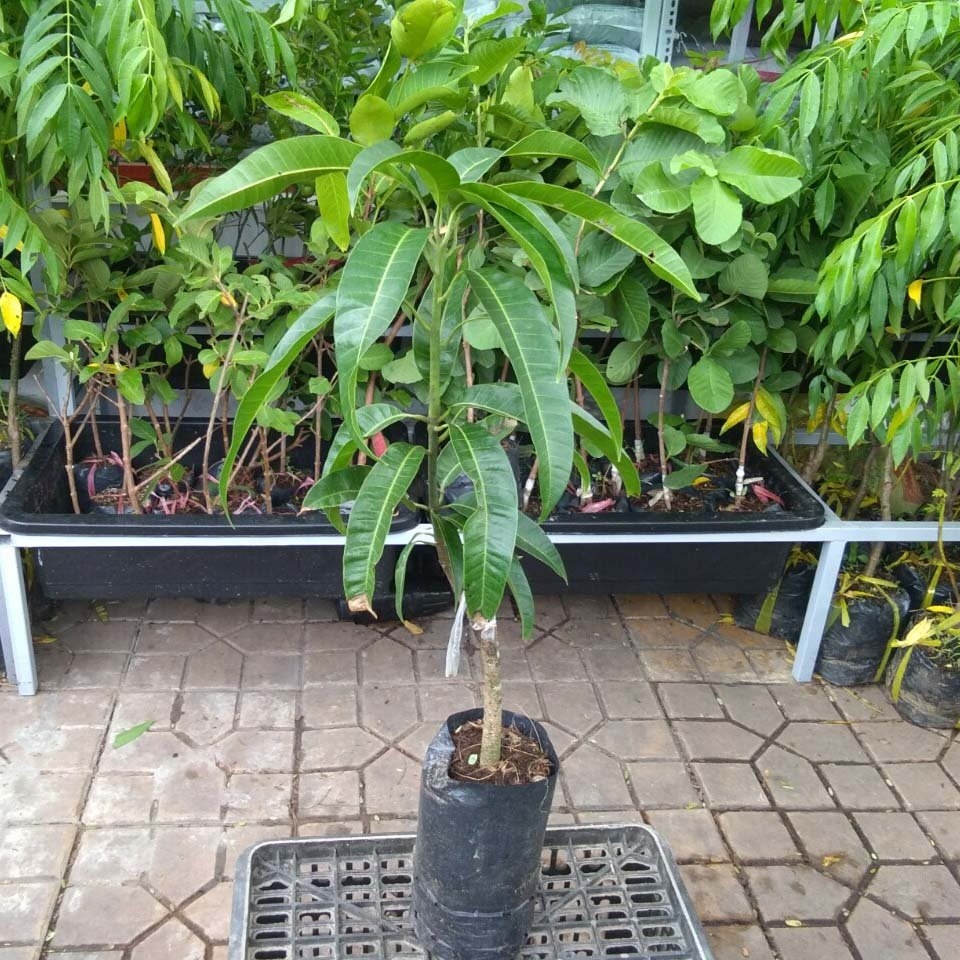 Cây giống Xoài Úc