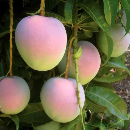 Cây giống Xoài Úc