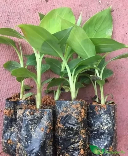 Cây giống Chuối Thái