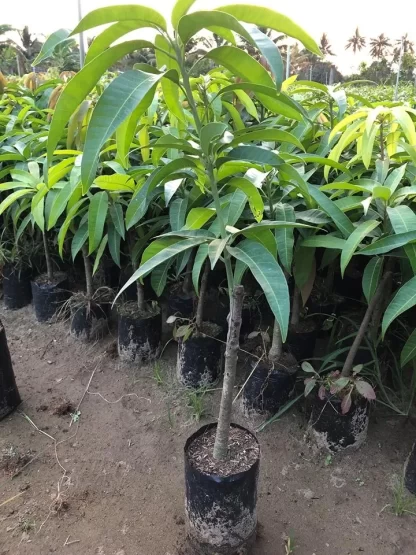 cây giống xoài keo
