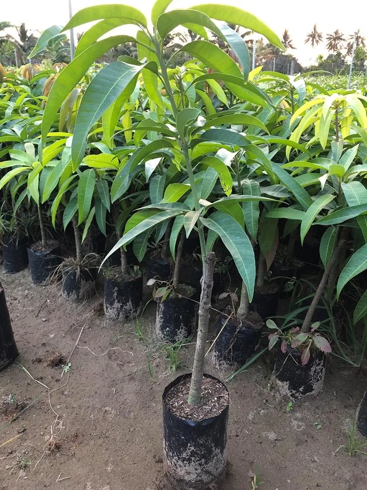 cây giống xoài keo