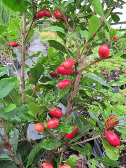 Cây giống Thần kỳ
