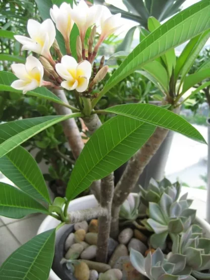 Hoa Sứ