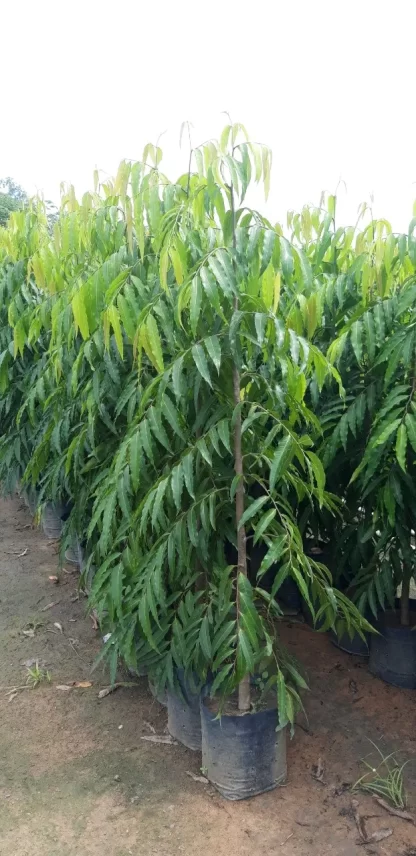 cây hoàng nam