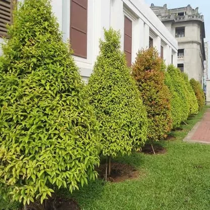 Hồng Lộc