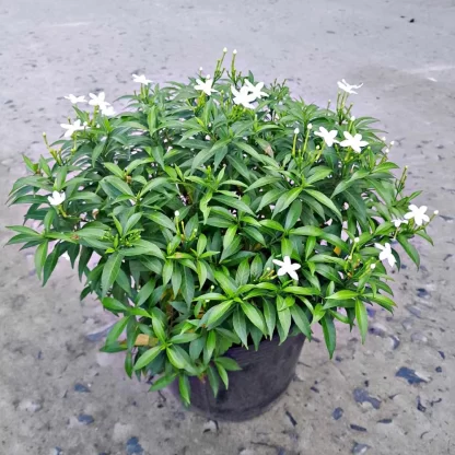 mai vạn phúc