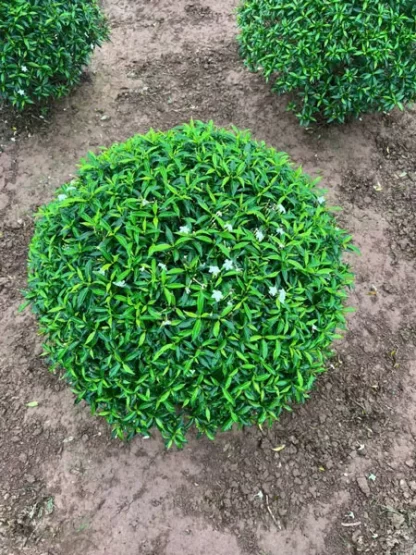 mai vạn phúc