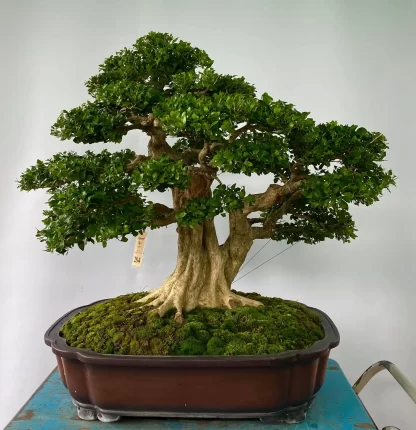 Nguyệt Quế