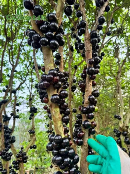 cây giống nho thân gỗ