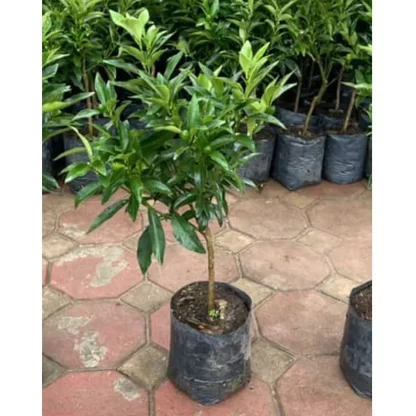 cây giống tắc