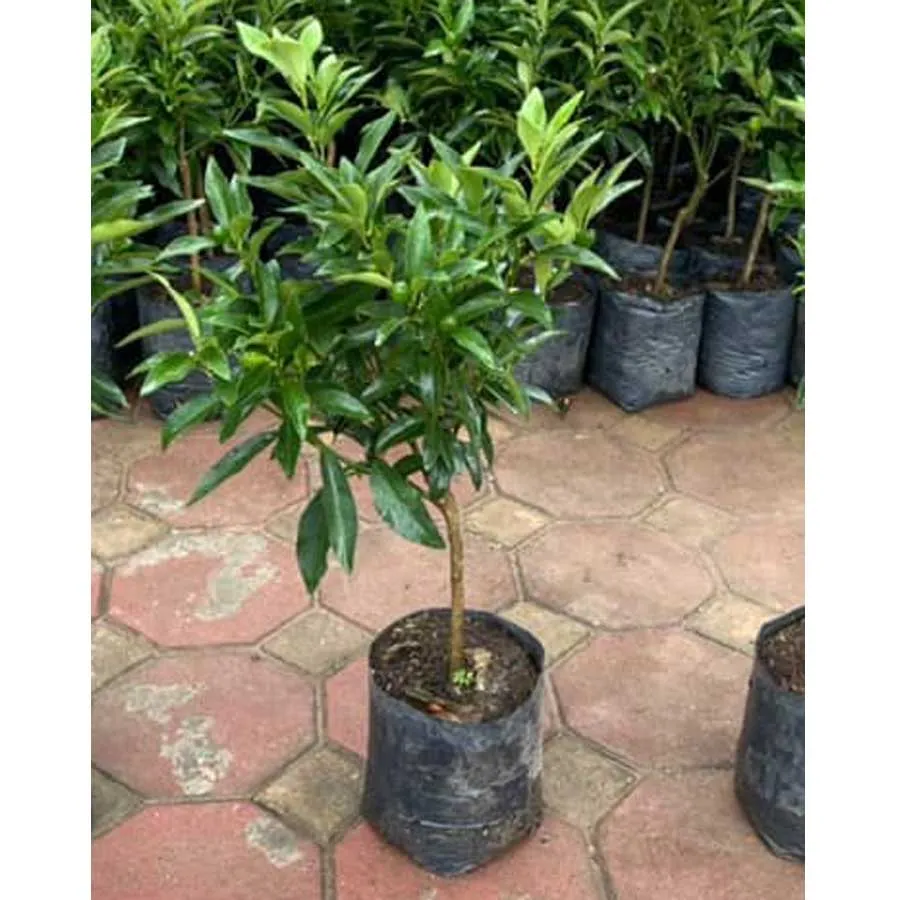 cây giống tắc