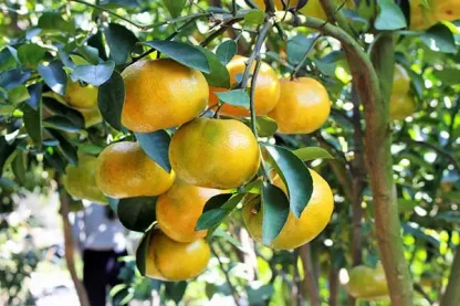 cây giống quýt đường