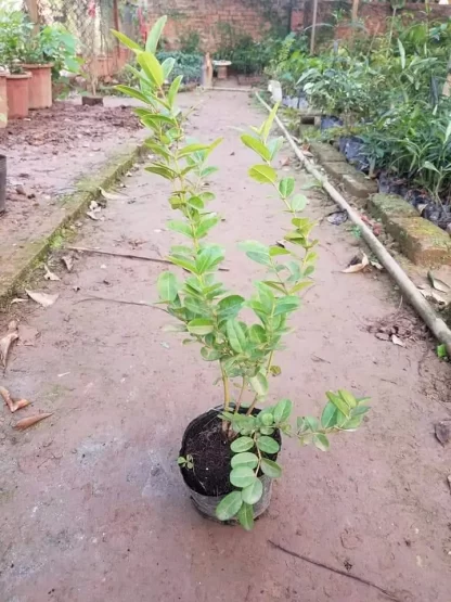 Cây giống Si rô