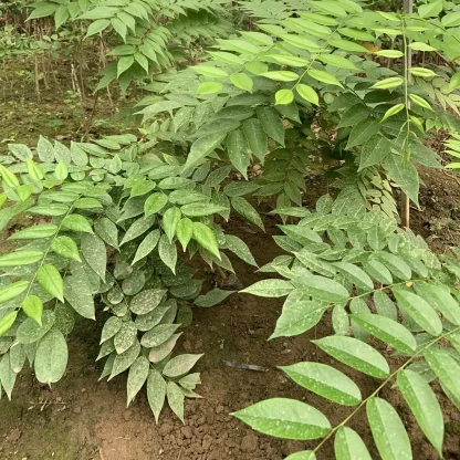 Cây Sưa đỏ