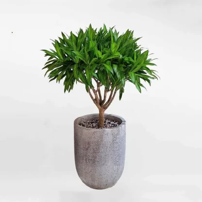 Trúc Bách Hợp