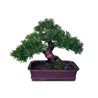 Vạn Niên Tùng