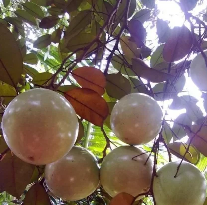 Cây giống Vú sữa Lò Rèn