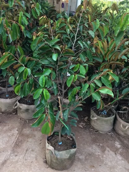 Cây giống Vú sữa Bắc Thảo