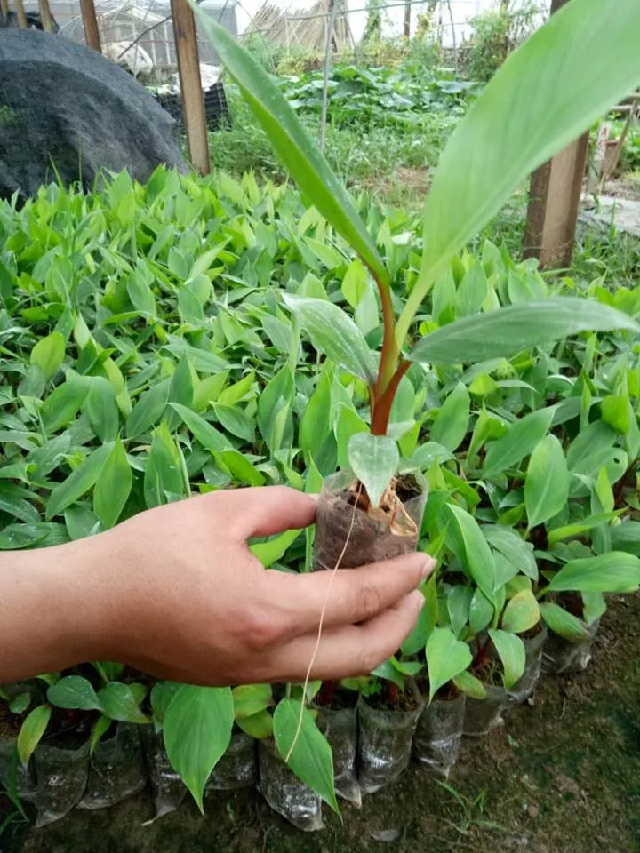 Cây giống Chuối Tím