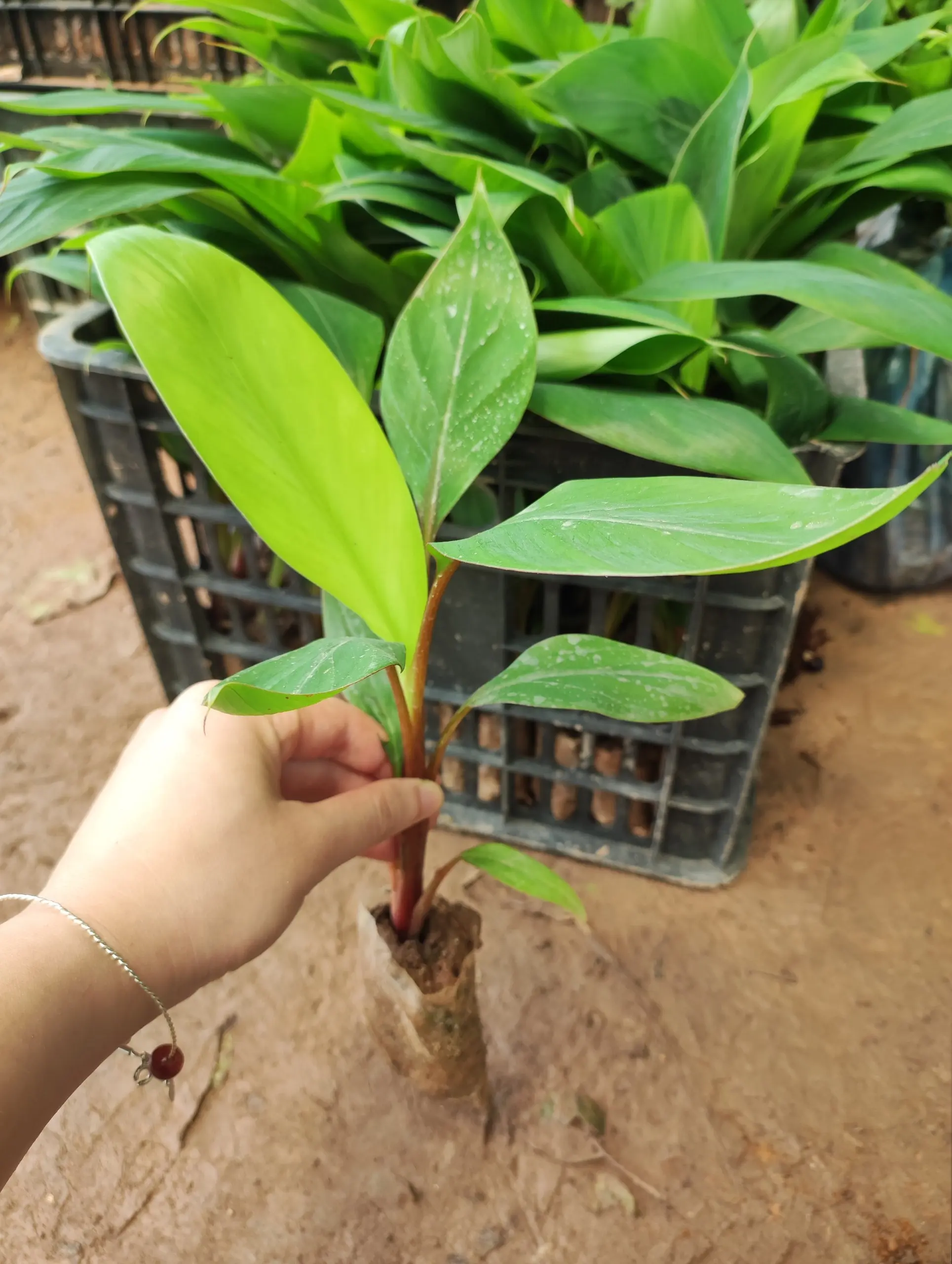 Cây giống Chuối đỏ Đắc Ca