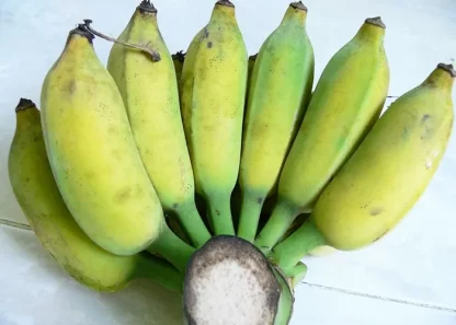 Cây giống Chuối Ngự