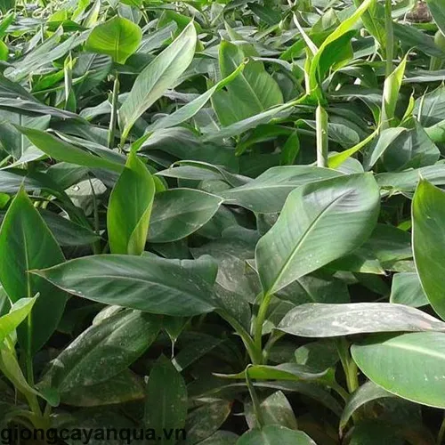 Cây giống Chuối Tiêu Hồng