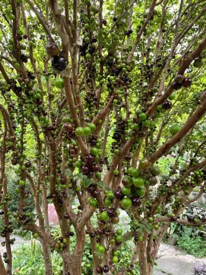 cây giống nho thân gỗ