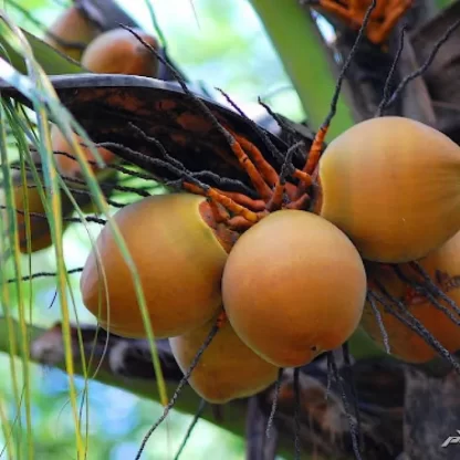 Cây Dừa