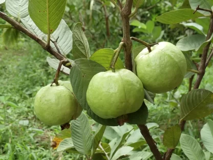 cây giống ổi nữ hoàng