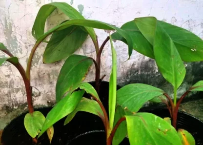 Cây giống Chuối Tím