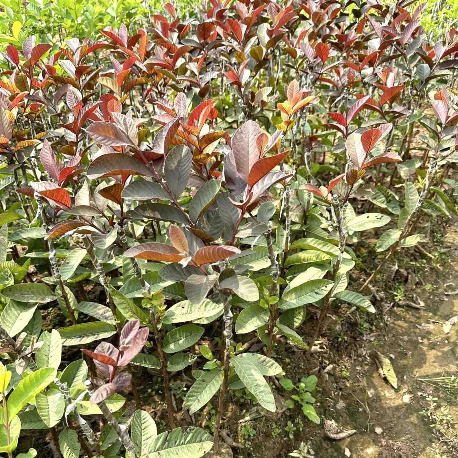 cây giống ổi tím