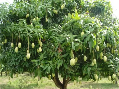 Cây giống Xoài Cát Chu