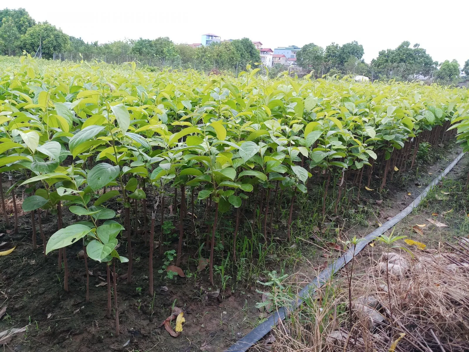 Cây giống hồng nhân hậu
