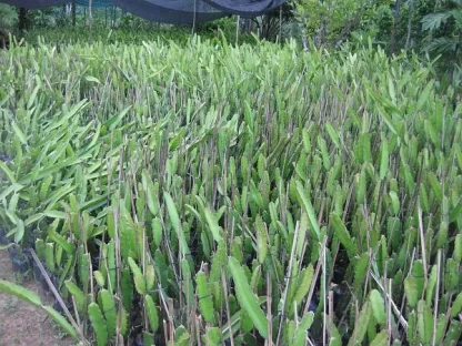 Cây giống Thanh Long