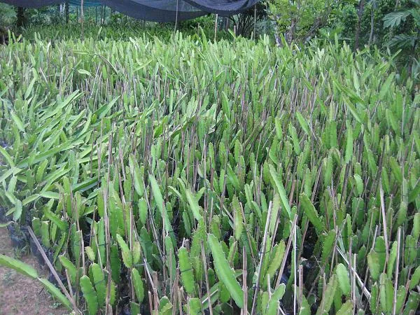 Cây giống Thanh Long