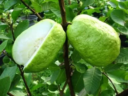 cây giống ổi đoài loan