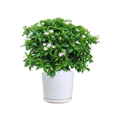 mai vạn phúc