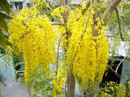 Cây Muồng Hoàng Yến
