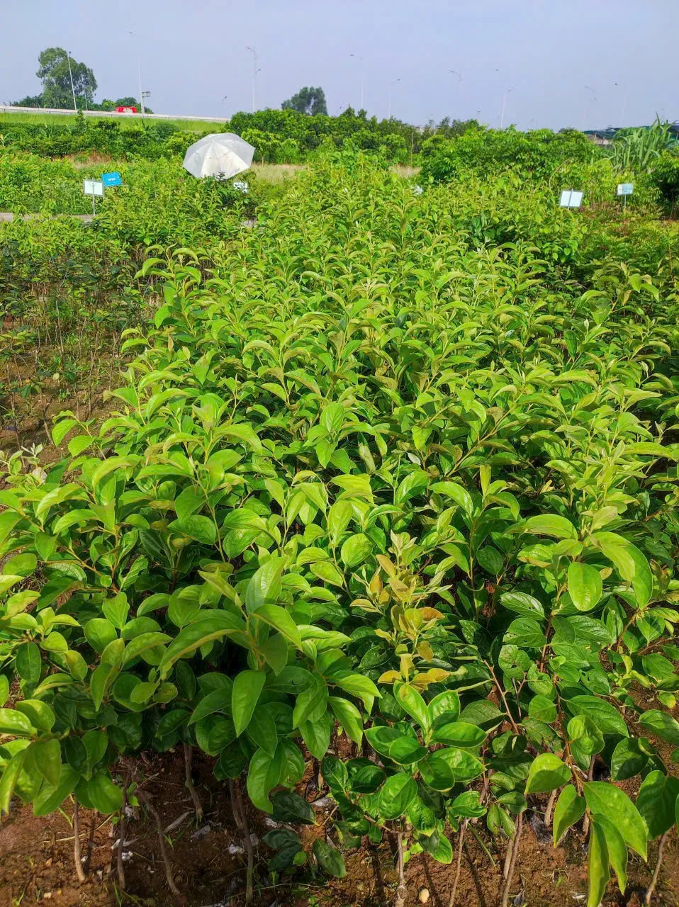 Hồng Da Tre