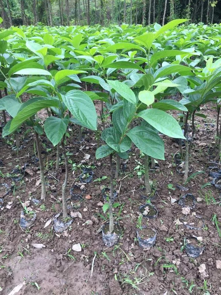 Cây giống hồng không hạt bảo lâm